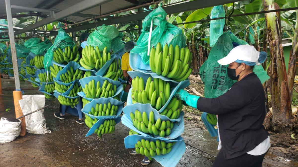 Exportación de banano Agrosabor